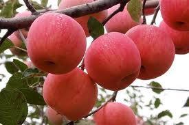 Những quả táo Yên Đài